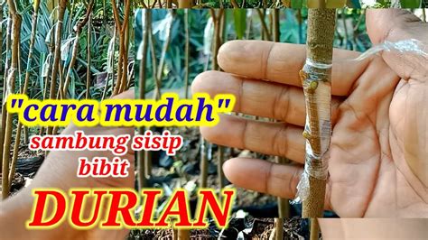 Cara Mudah Sambung Sisip Bibit Tanaman Durian Youtube