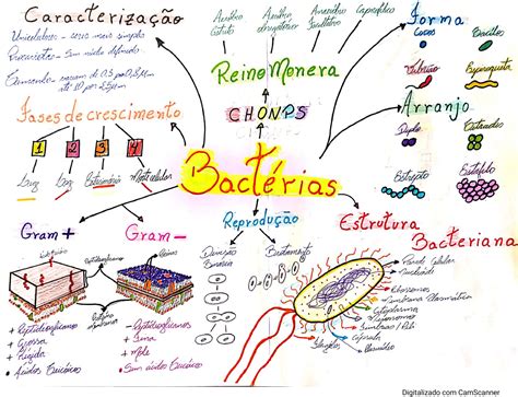 Mapa Mental Sobre Vírus E Bactérias FDPLEARN