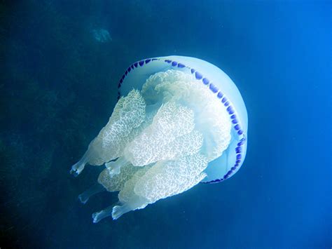 Tipos de medusas en el Mediterráneo Aquarium Costa de Almería