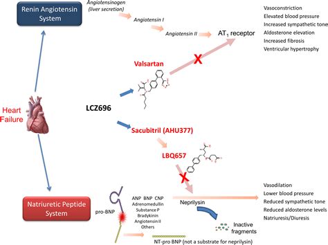 Combined Neprilysin And Renin Angiotensin System Inhibition For The