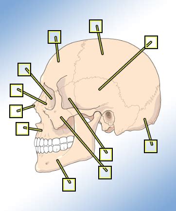 skull bones diagram Diagram | Quizlet