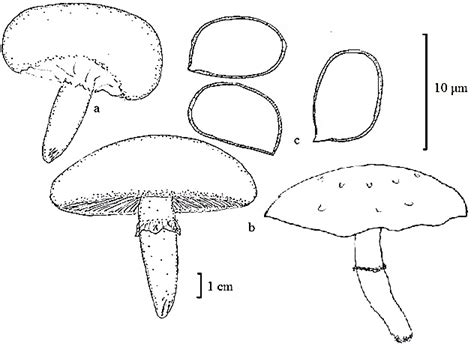 Agaricus Diagram