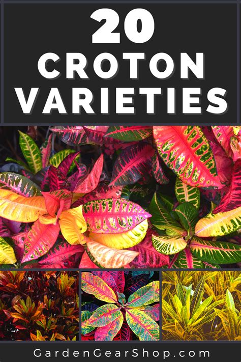 Croton plant varieties 25 types of crotons – Artofit