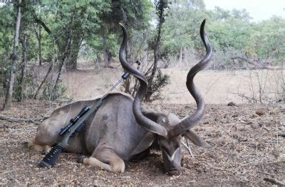 2025 2026 South African Hunting Safari Packages Big Game Hunting