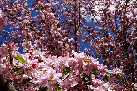 Apple Spring Bloom Flowers Free Nature Pictures By Forestwander