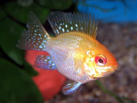 圓球黃金鳳凰 Mikrogeophagus ramirezi Gold var Balloon YouTube