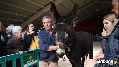 El Futuro Del Burro Zamorano Leon S En Peligro De Extinci N Queso