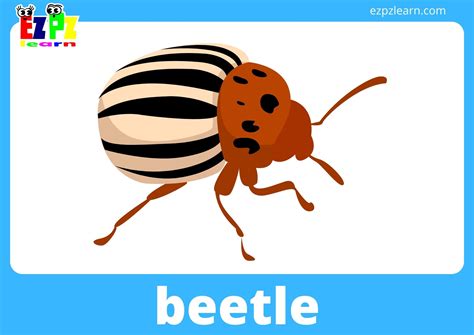 Insects And Bugs Flashcards With Words View Online Or Free Pdf Download