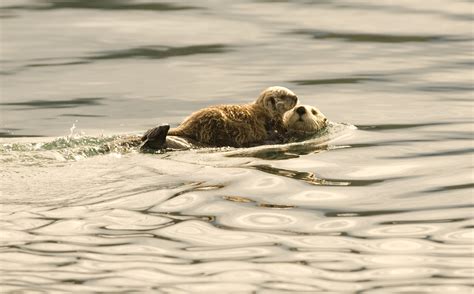 Baby Otter Fluffed Up Video On Sale Dakora Co