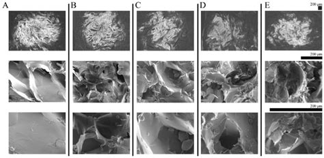 Sem Imaging Of The Cryogel Samples After Freeze Dried Each Row