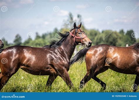 Thoroughbred Horses Gallop Across The Meadow Stock Photo Image Of