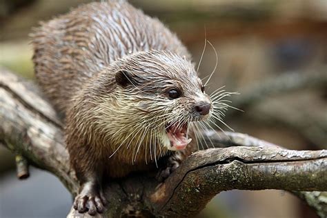 Tierparks Zoos in Baden Württemberg Das sind unsere Top 7 Themen