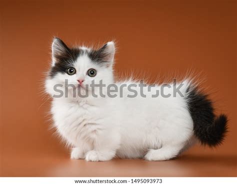 Munchkin: Over 5,035 Royalty-Free Licensable Stock Photos | Shutterstock