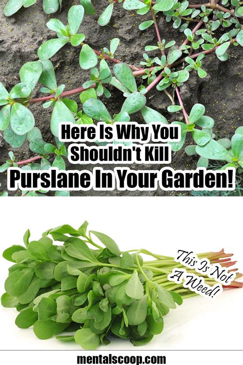 Here Is Why You Shouldn T Kill Purslane In Your Garden Mental Scoop