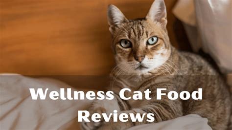 Wellness Cat Food Reviews (2022) - MyBestCatFood