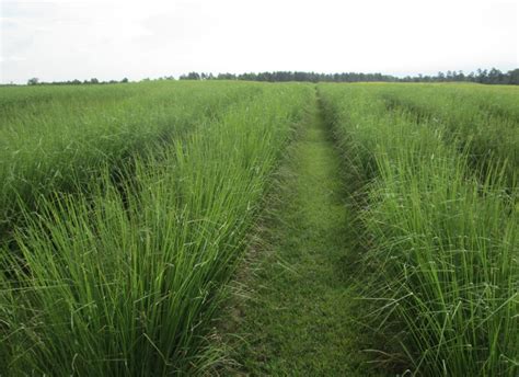 Vetiver Grass Clear Creek Environmental Solutions