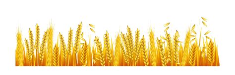 Wheat Field Clipart Png