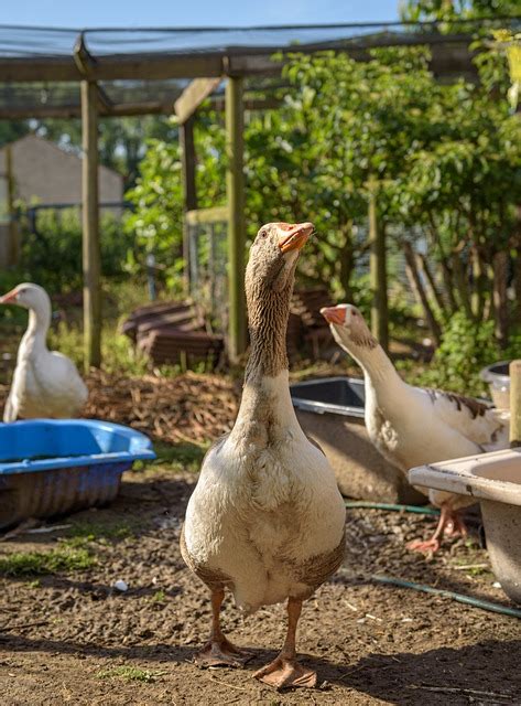 Geese Pomeranian Guards Farm Free Photo On Pixabay Pixabay