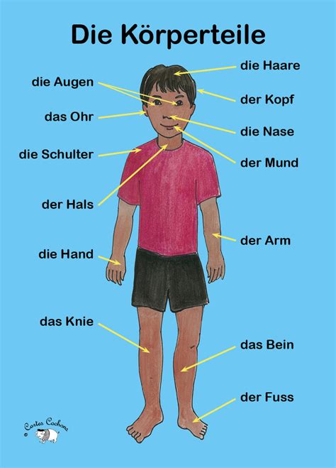 German Parts Of The Body