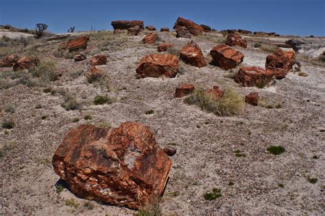 Petrified forest national park - Thepix.info