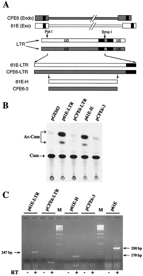 Analysis Of Transactivational Activity And Ltr Specific Rna Tran