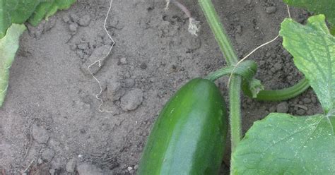 Food History History Of Cucumber