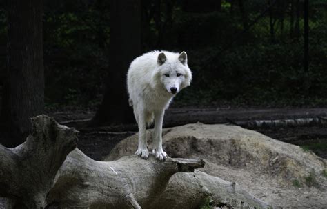 Interesting Arctic Wolf Facts For Kids Fun Facts 4 Kids