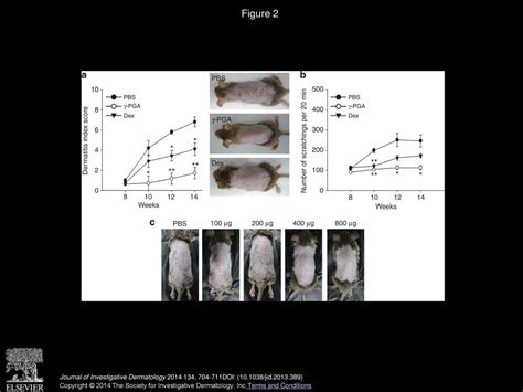 Oral Administration Of Poly γ Glutamate Ameliorates Atopic Dermatitis