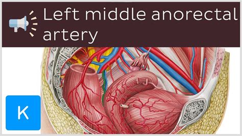 Left Middle Anorectal Artery Anatomical Terms Pronunciation By Kenhub