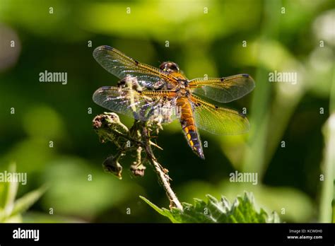 Four Spotted Chaser Libellula Quadrimaculata Known In North America