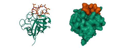 Isoenzymes Images – Browse 39 Stock Photos, Vectors, and Video | Adobe ...