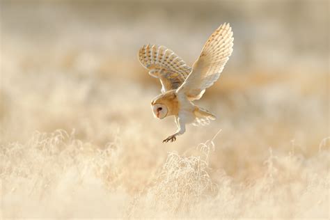 Barn Owl Box Placement — Peak Boxes