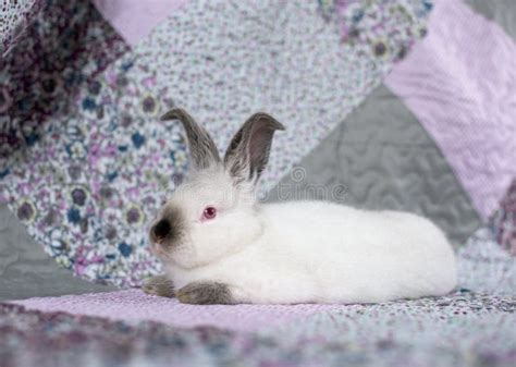 Retrato De Un Conejo Blanco Con Ojos Rojos Sobre Una Manta Rosa Y