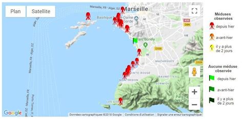 Marseille Les Méduses Ont Envahi Les Plages Du Sud Au Nord