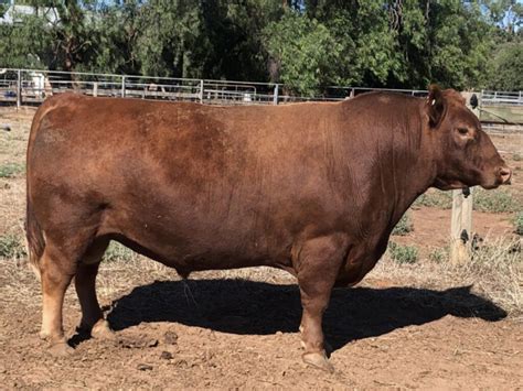 Australian Lowline Cattle And Genetics For Sale Alca