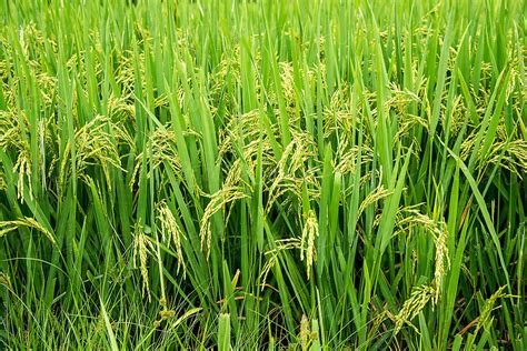 "Detail Of A Rice Field" by Stocksy Contributor "Bisual Studio" - Stocksy