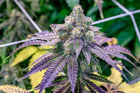 Fruity Pebbles Cannabis Strain Royal King Seeds Feminized
