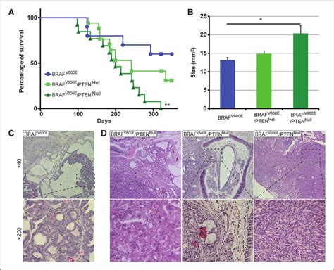 PTEN Silencing Cooperates With BRAF V600E For Anaplastic Thyroid Cancer