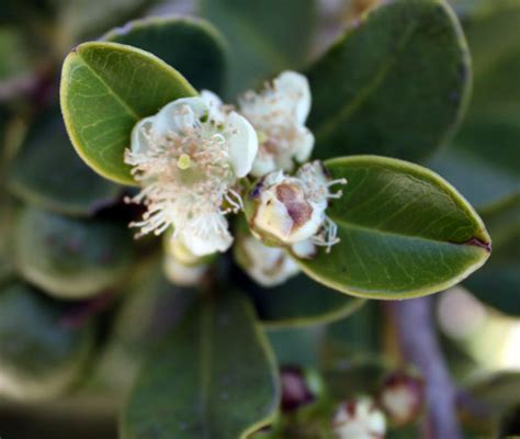 Strawberry Guava tree - TastyLandscapeTastyLandscape