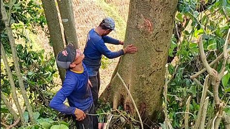 Tebang Pohon Tertinggi Dilokasi Sulit Stihl Ms381 Chainsaw Youtube