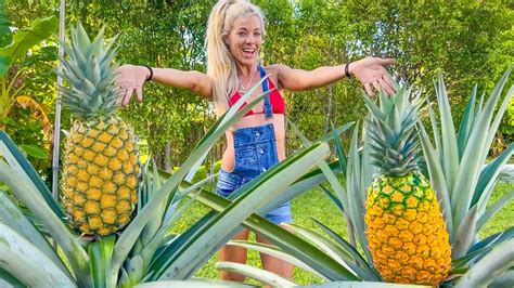 How To Grow Giant Pineapples At Home Anywhere In The World Fast Easy