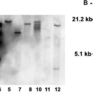 Stable integration of WD transgene into genome of transgenic plants.... | Download Scientific ...