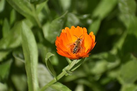 Ringelblume Blume Orange Kostenloses Foto Auf Pixabay Pixabay