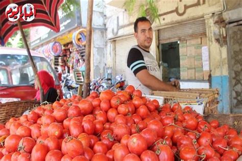 مجنونة يا أوطة سبب ارتفاع سعر الطماطم في السوق المصري فيديو بوابة