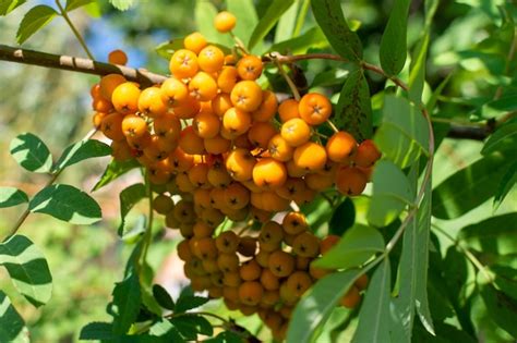 Premium Photo Bright Orange Rowan Berries On A Branch