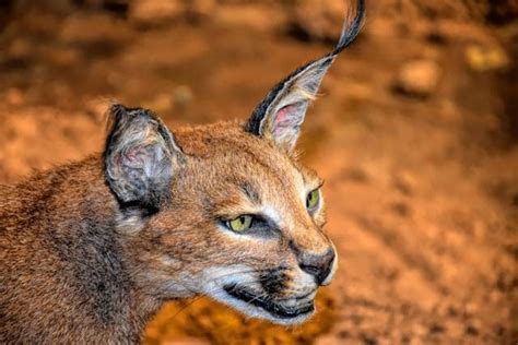 Ciri Kucing Caracal Beserta Fakta Uniknya Kumparan