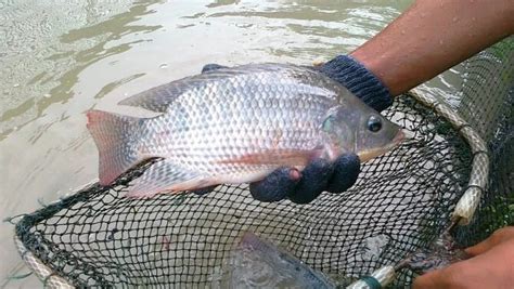 Cara Budidaya Ikan Nila Agar Cepat Balik Modal Fauna Id