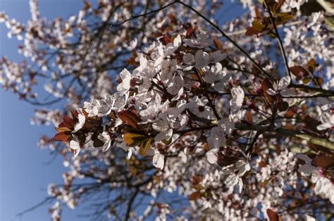 Poze Copac Natură Ramură Inflori Iarnă Plantă Frunze Floare