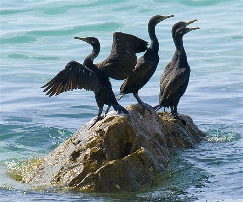 Socotra Cormorant Phalacrocorax Nigrogularis Socotra Yemen