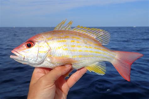 Lane Snapper Lutjanus Synagris Ben A Cantrell Flickr